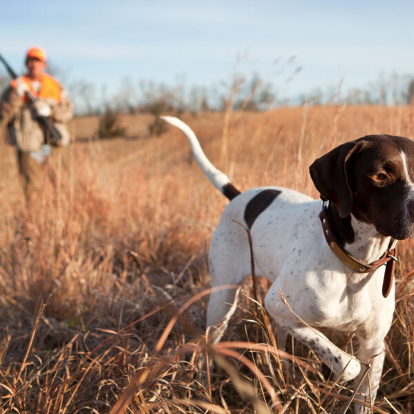 Hunting dog leads hunter in tall grass